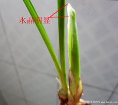 精品建兰水晶头 自然之韵与匠心之艺